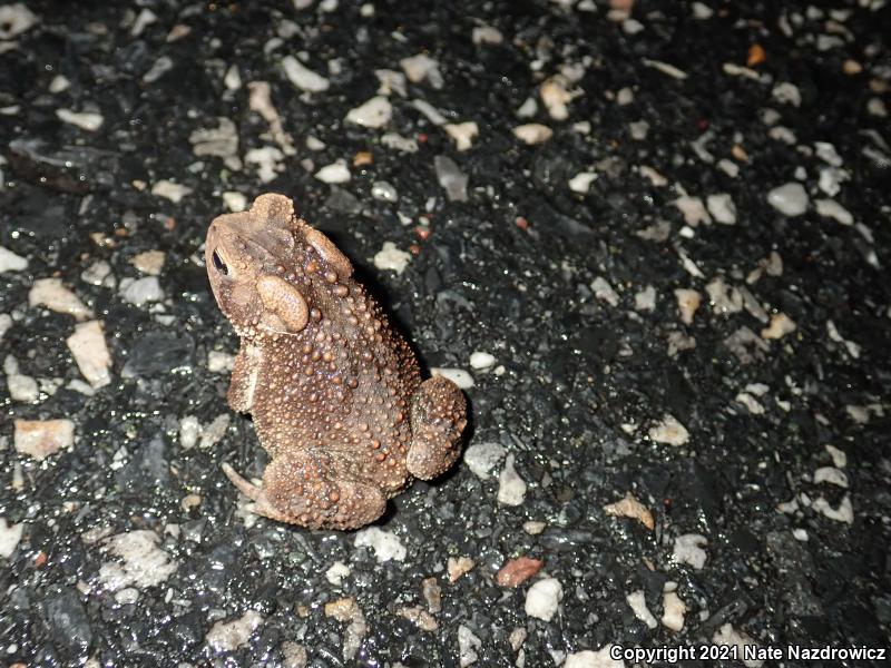 Eastern American Toad (Anaxyrus americanus americanus)