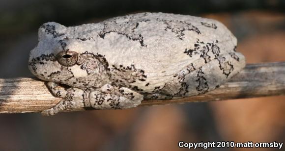 Cope's Gray Treefrog (Hyla chrysoscelis)