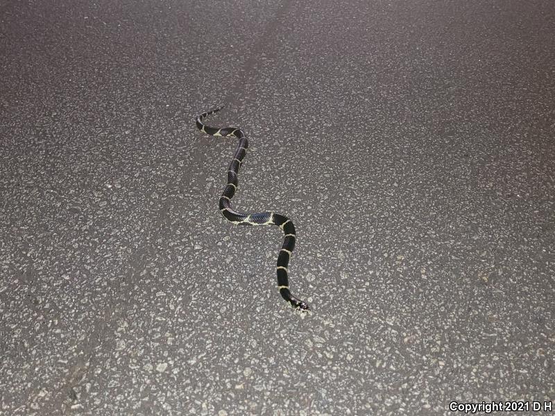 Eastern Kingsnake (Lampropeltis getula getula)