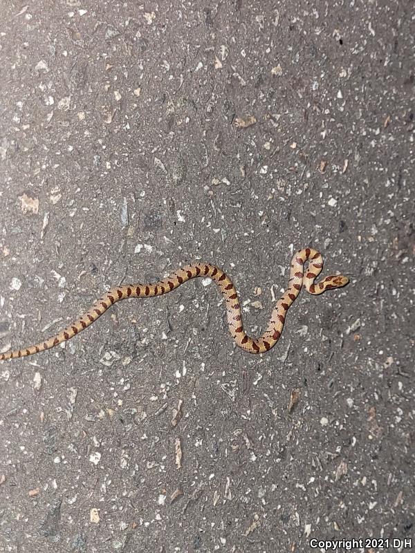 Mole Kingsnake (Lampropeltis calligaster rhombomaculata)