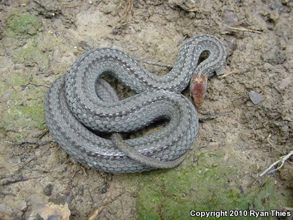 Northern Red-bellied Snake (Storeria occipitomaculata occipitomaculata)