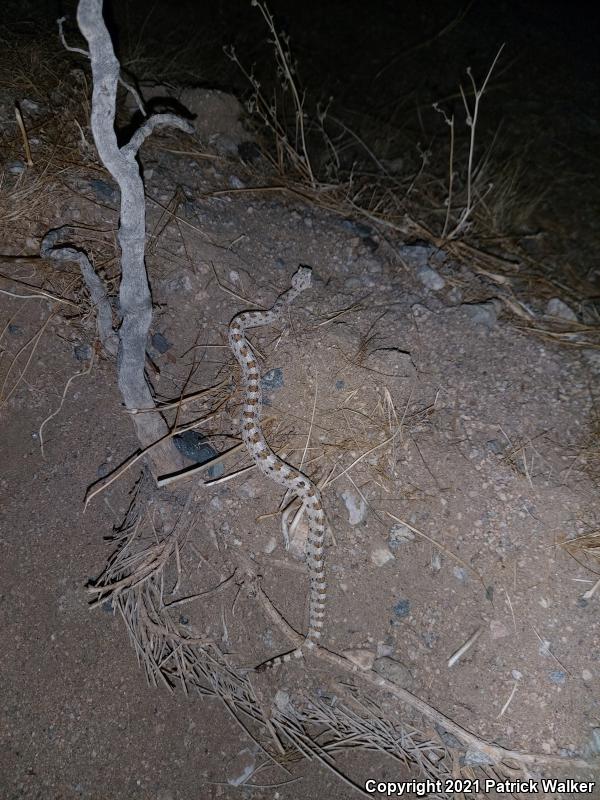 Mojave Desert Sidewinder (Crotalus cerastes cerastes)