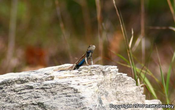 Eastern Fence Lizard (Sceloporus undulatus)