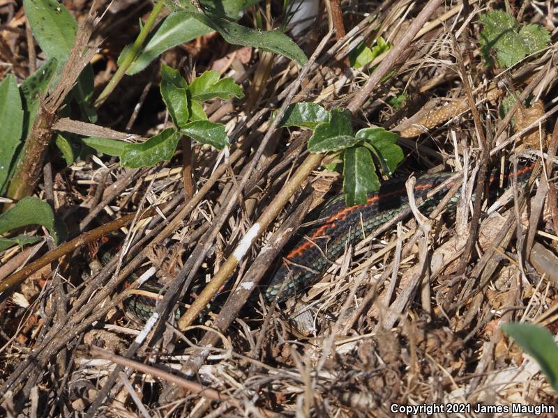 San Francisco Gartersnake (Thamnophis sirtalis tetrataenia)