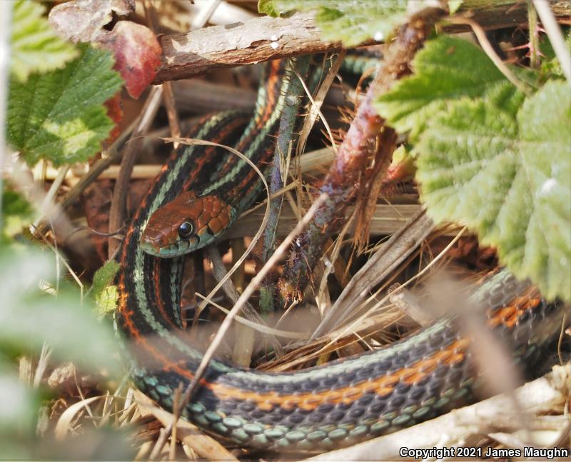 San Francisco Gartersnake (Thamnophis sirtalis tetrataenia)