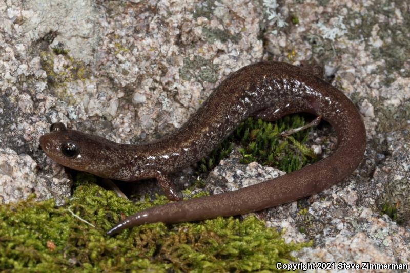 Jemez Mountains Salamander (Plethodon neomexicanus)