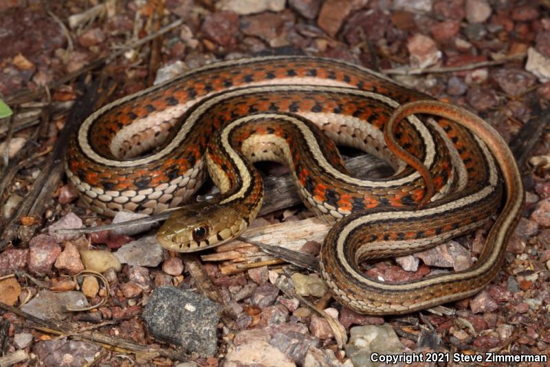 New Mexico Gartersnake (Thamnophis sirtalis dorsalis)