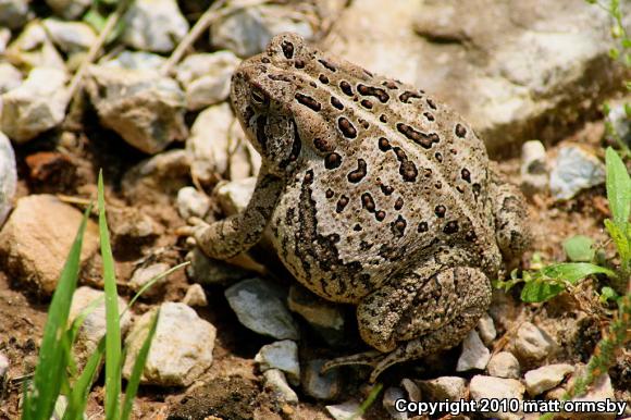 Woodhouse's Toad (Anaxyrus woodhousii)