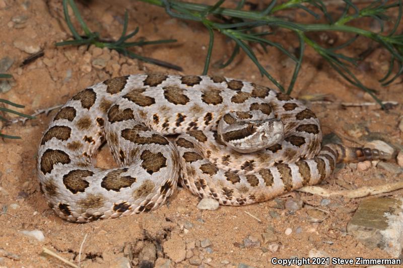 Desert Massasauga (Sistrurus catenatus edwardsii)