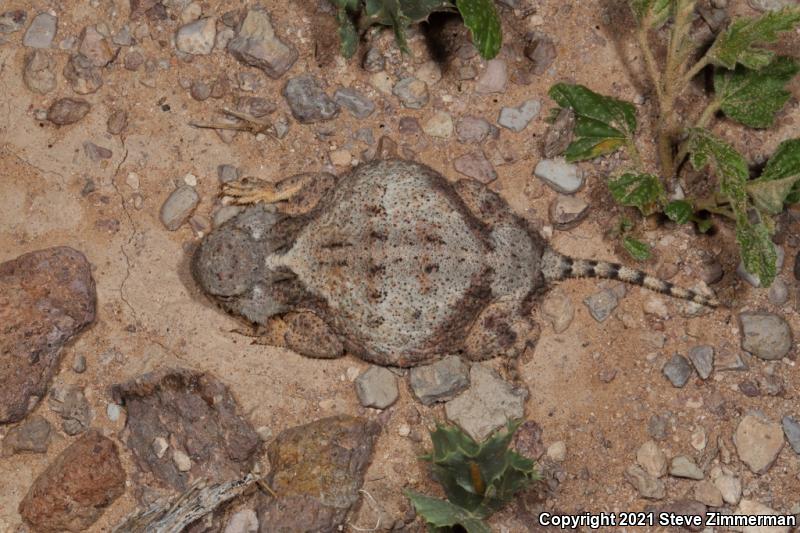 Round-tailed Horned Lizard (Phrynosoma modestum)