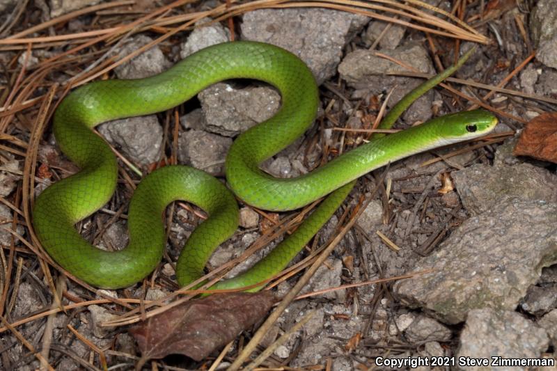 Smooth Greensnake (Opheodrys vernalis)