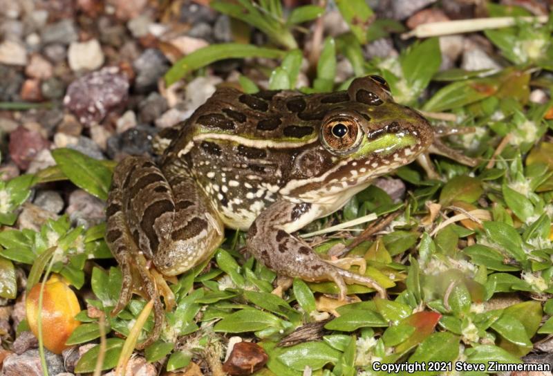 Chiricahua Leopard Frog (Lithobates chiricahuensis)