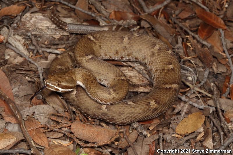 Arizona Ridge-nosed Rattlesnake (Crotalus willardi willardi)