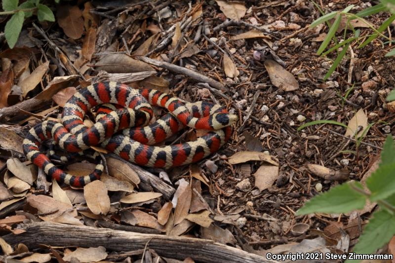 Sonoran Mountain Kingsnake (Lampropeltis pyromelana)