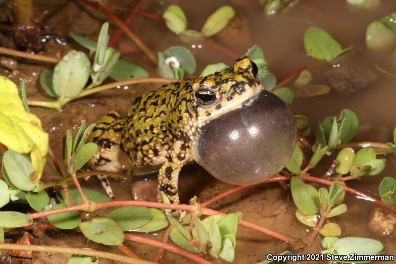 Western Green Toad (Anaxyrus debilis insidior)