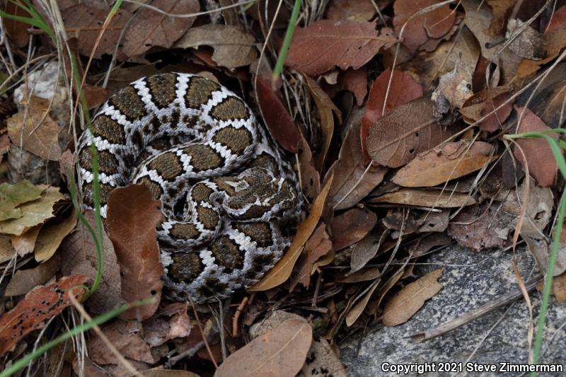 Arizona Black Rattlesnake (Crotalus cerberus)