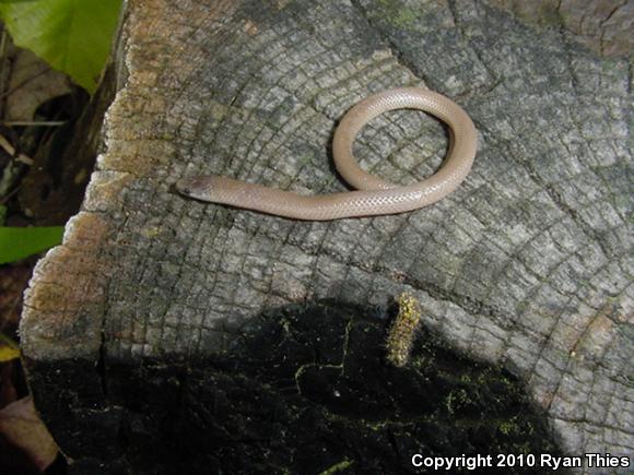 Flat-headed Snake (Tantilla gracilis)