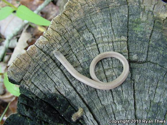 Flat-headed Snake (Tantilla gracilis)