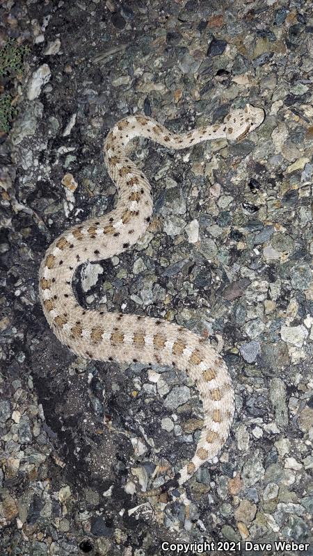 Sonoran Sidewinder (Crotalus cerastes cercobombus)