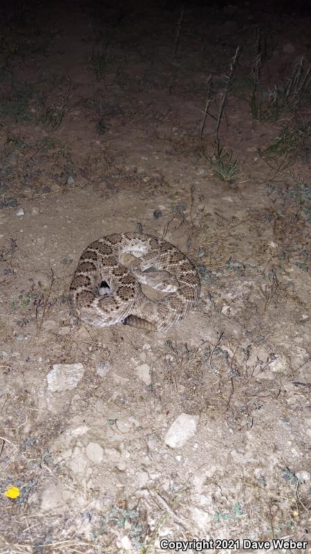 Western Diamond-backed Rattlesnake (Crotalus atrox)