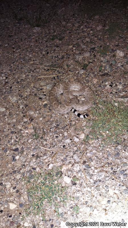 Western Diamond-backed Rattlesnake (Crotalus atrox)