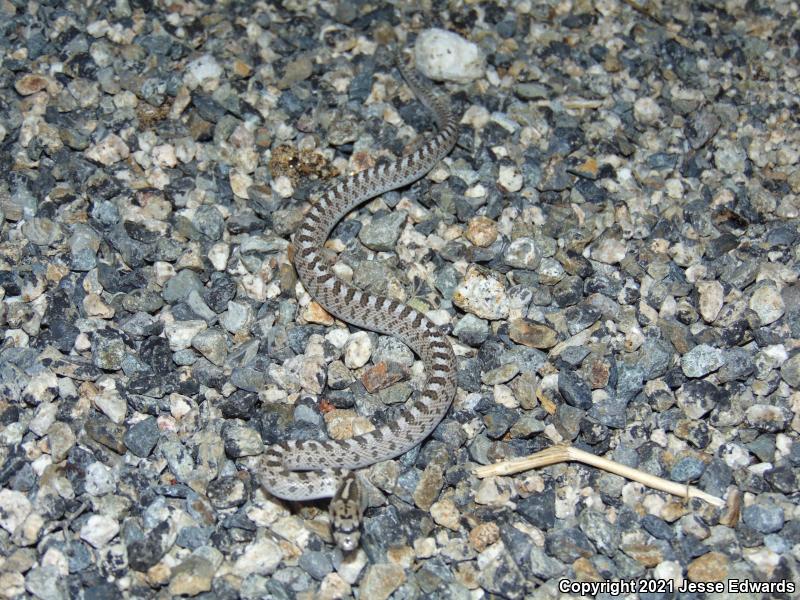 Glossy Snake (Arizona elegans)