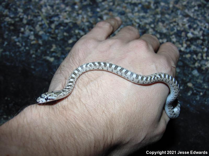 Glossy Snake (Arizona elegans)