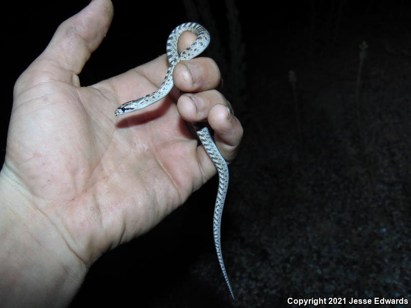 Glossy Snake (Arizona elegans)