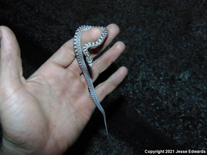 Glossy Snake (Arizona elegans)