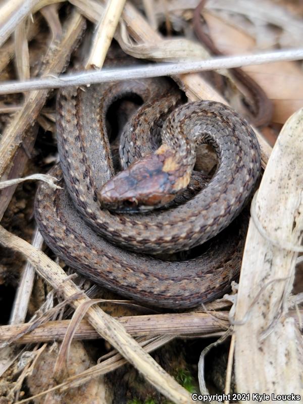 Northern Red-bellied Snake (Storeria occipitomaculata occipitomaculata)