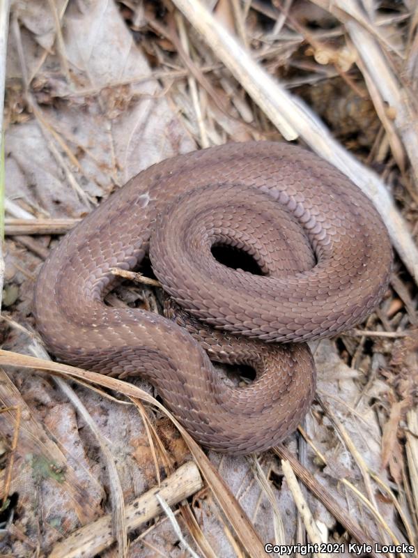 Northern Red-bellied Snake (Storeria occipitomaculata occipitomaculata)