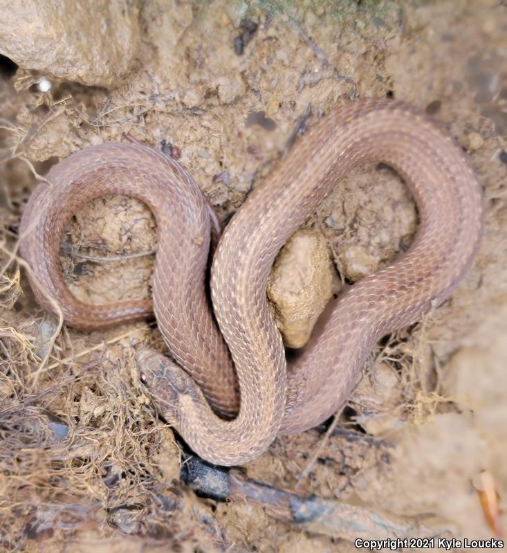 Northern Red-bellied Snake (Storeria occipitomaculata occipitomaculata)