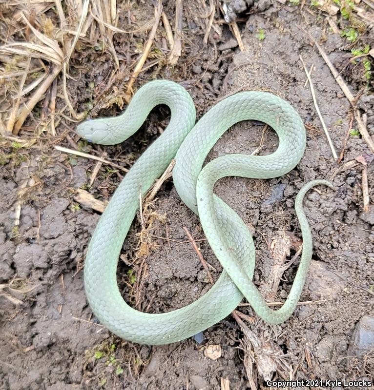 Eastern Smooth Greensnake (Opheodrys vernalis vernalis)