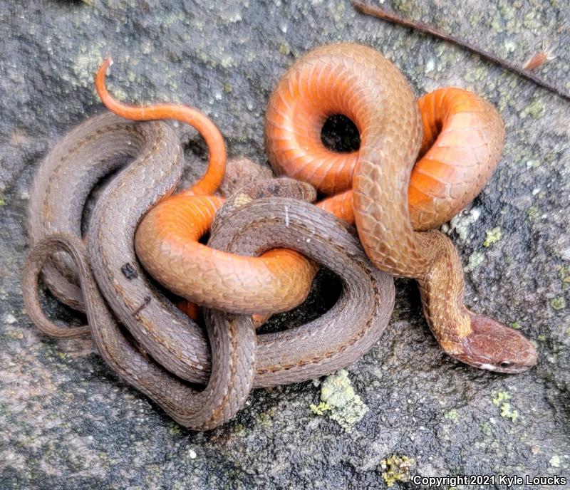 Northern Red-bellied Snake (Storeria occipitomaculata occipitomaculata)