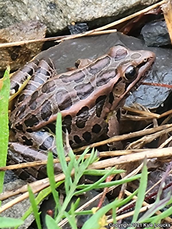 Pickerel Frog (Lithobates palustris)