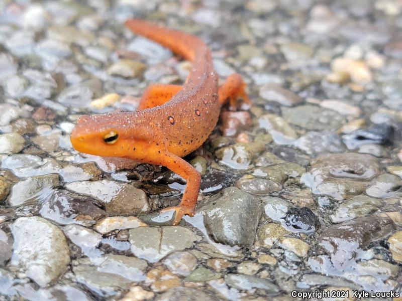 Red-Spotted Newt (Notophthalmus viridescens viridescens)