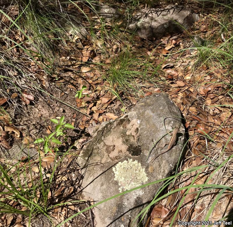 Striped Plateau Lizard (Sceloporus virgatus)