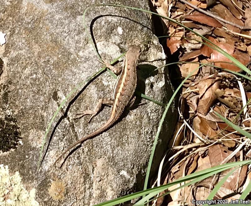 Striped Plateau Lizard (Sceloporus virgatus)