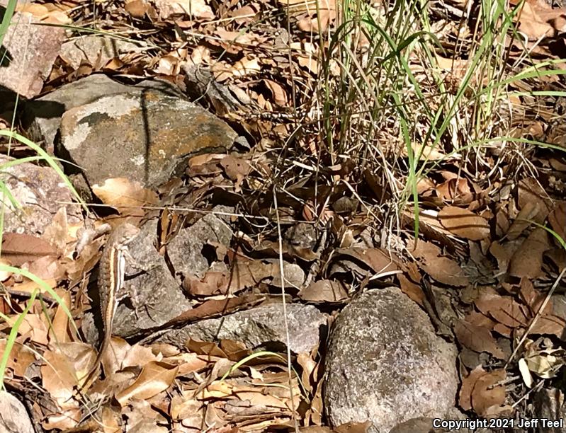 Striped Plateau Lizard (Sceloporus virgatus)