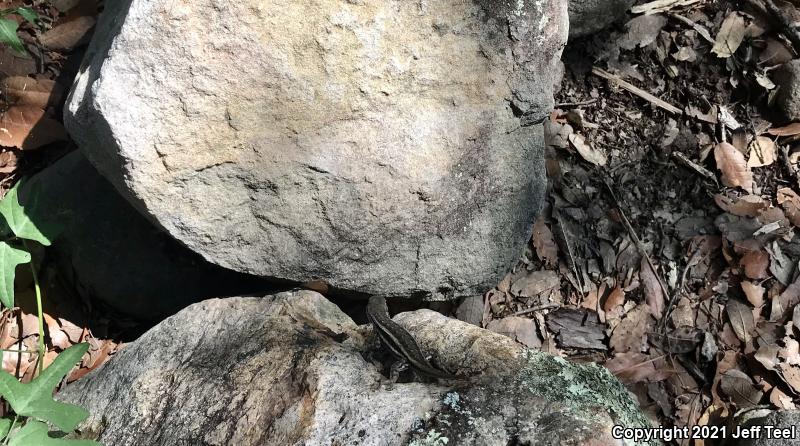 Striped Plateau Lizard (Sceloporus virgatus)