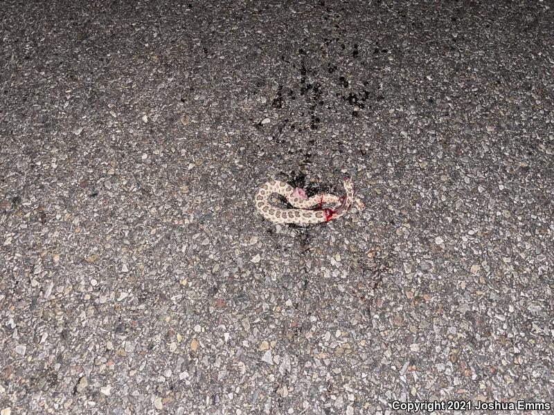 Desert Massasauga (Sistrurus catenatus edwardsii)