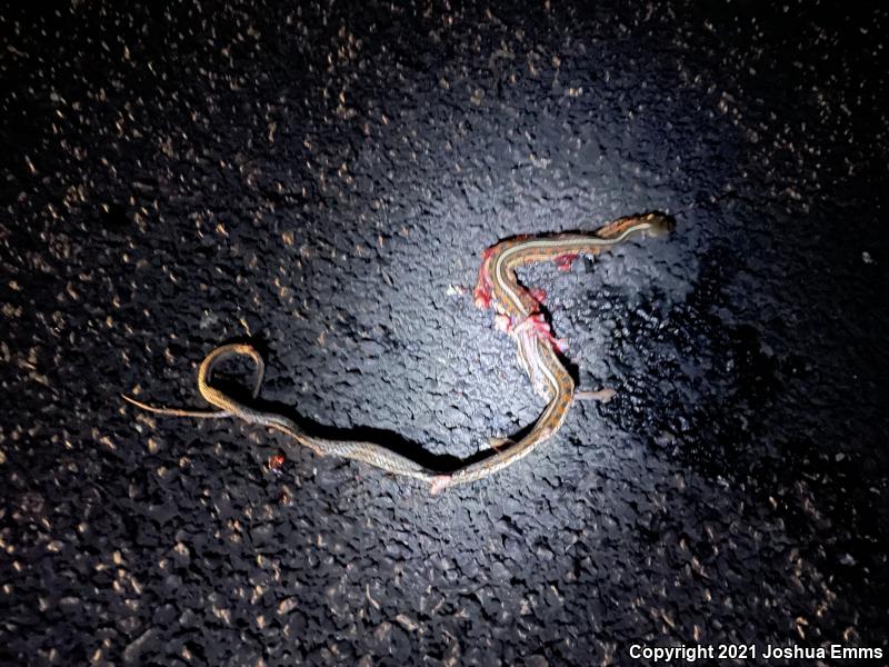 New Mexico Gartersnake (Thamnophis sirtalis dorsalis)