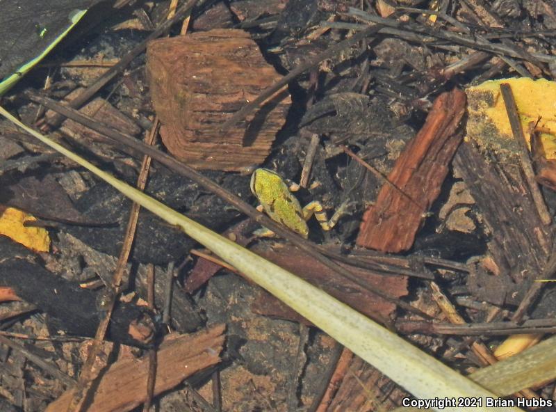 Arizona Treefrog (Hyla wrightorum)