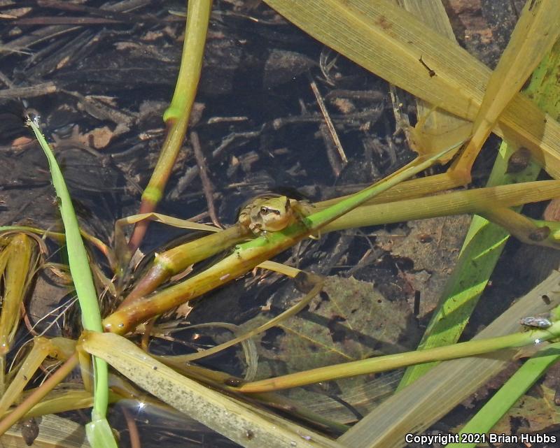 Arizona Treefrog (Hyla wrightorum)