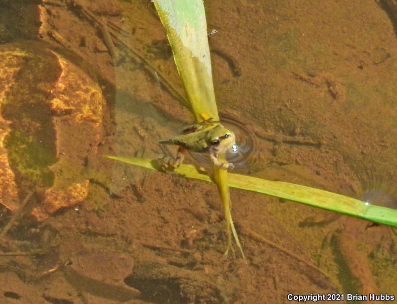 Arizona Treefrog (Hyla wrightorum)