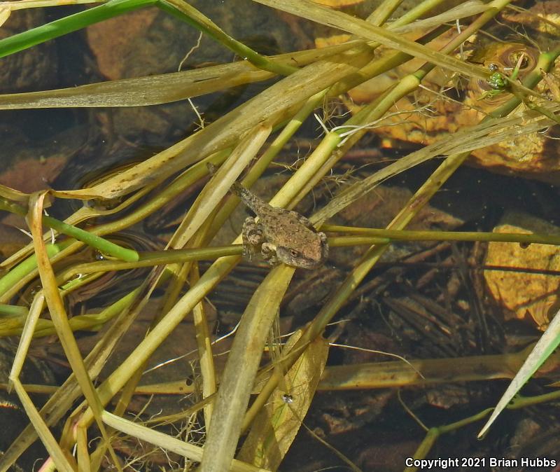 Canyon Treefrog (Hyla arenicolor)