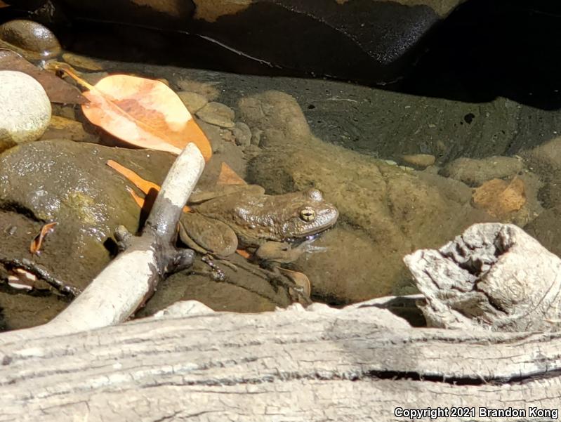 Foothill Yellow-legged Frog (Rana boylii)