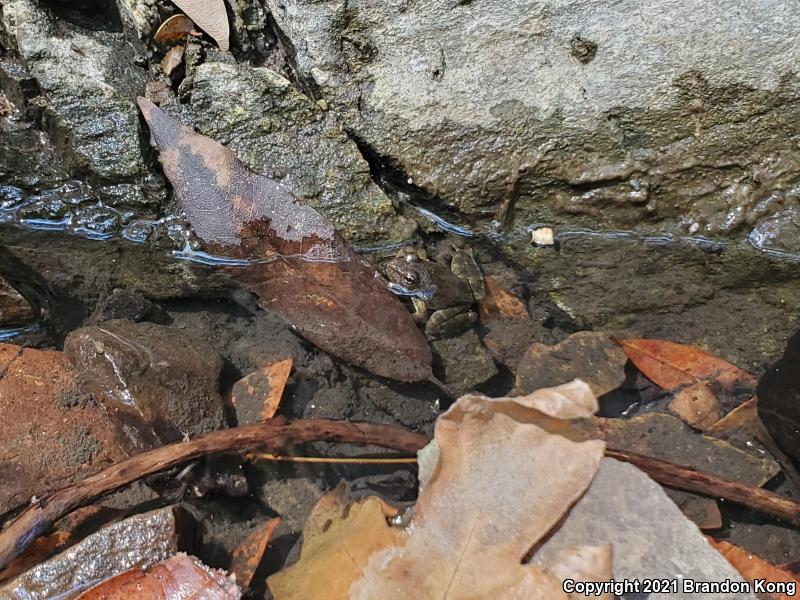 Foothill Yellow-legged Frog (Rana boylii)