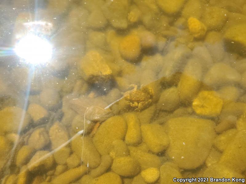 Foothill Yellow-legged Frog (Rana boylii)