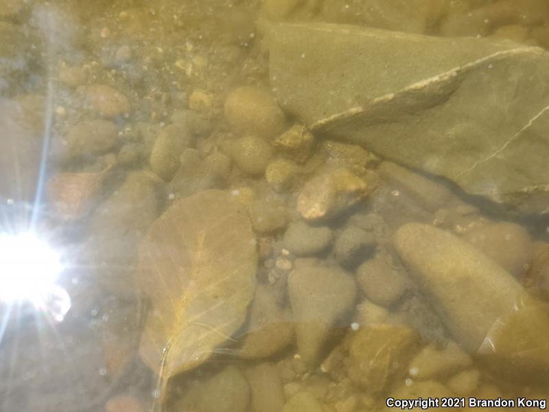 Foothill Yellow-legged Frog (Rana boylii)